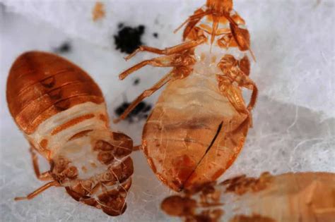 Are Bed Bug Skins Hard