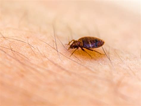 Are Bed Bugs Common In Berlin