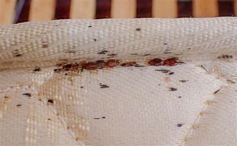 Are Bed Bugs Thin