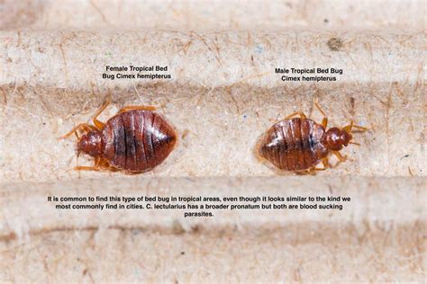 are bedbugs asexual