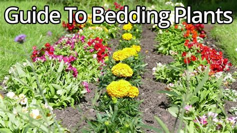 Are Bedding Plants Vatable