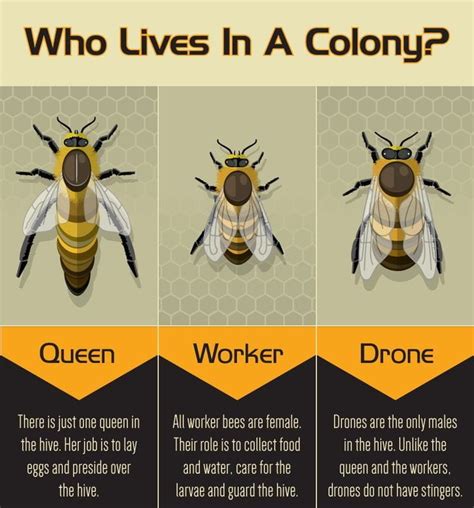 Are Bees Ecosystem Engineers