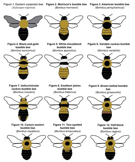 Are Bees Female