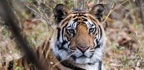 are bengal tigers endangered of extinction