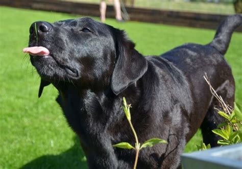 Are Black Labs Dumb