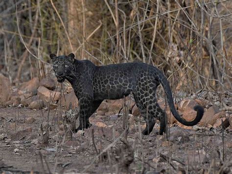 are black leopards rare