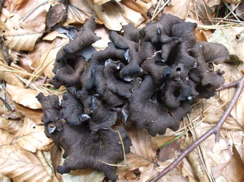 are black trumpet mushrooms edible