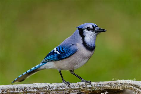 are blue jays in florida