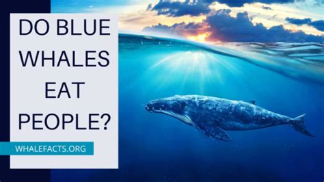 are blue whales dangerous to humans