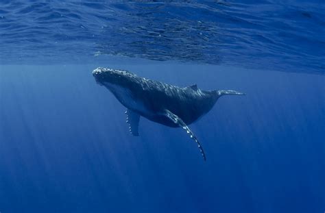 are blue whales endangered