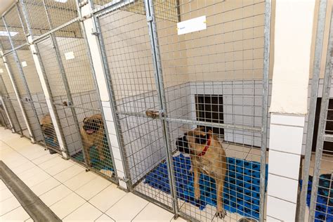 Are Boarding Kennels Profitable