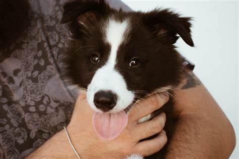 are border collie good family dogs