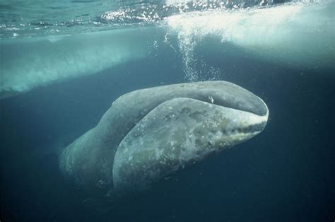 are bowhead whales endangered