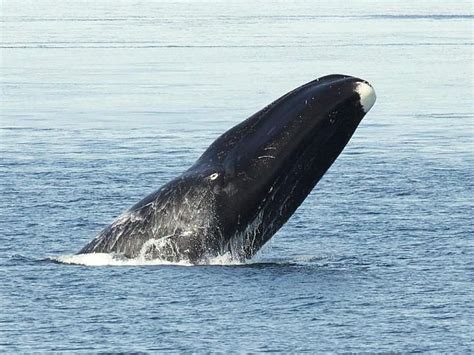 are bowhead whales in southern alaska
