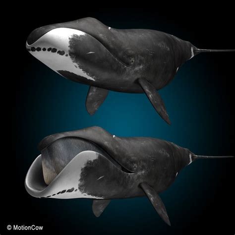 are bowhead whales mammals