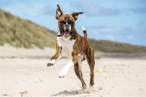 Are Boxers Aggressive Reddit