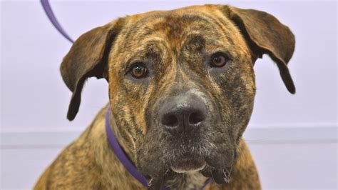 Are Brindle Dogs Aggressive