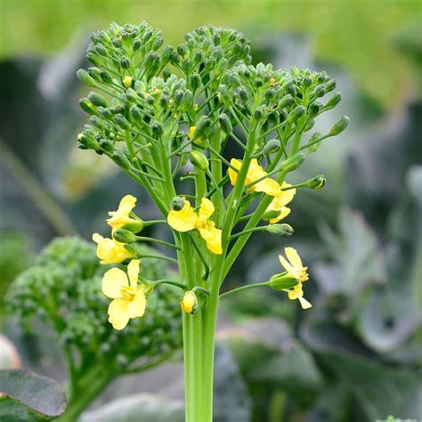 Are Broccoli Flowers