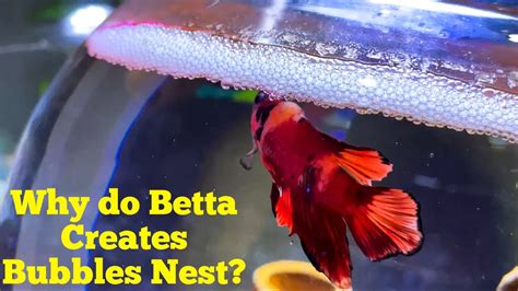 Are Bubbles Bad For Betta Fish
