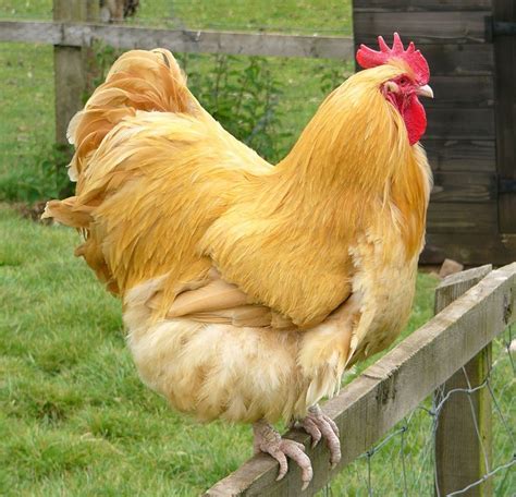 are buff orpington roosters mean