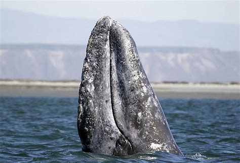 are california grey whales endangered