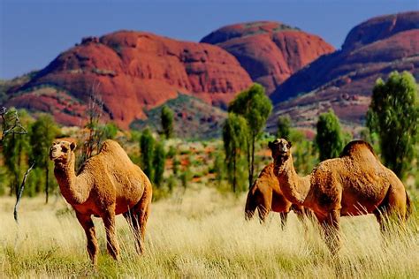 are camels indigenous to australia