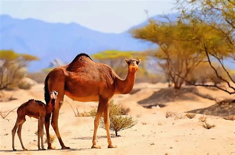 are camels native to africa