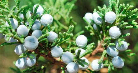 Are Capers And Juniper Berries The Same