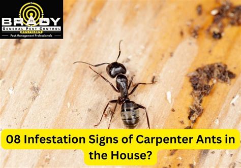 Are Carpenter Ants Bad