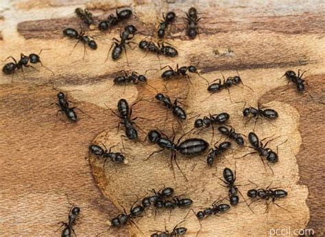 are carpenter ants dormant in winter