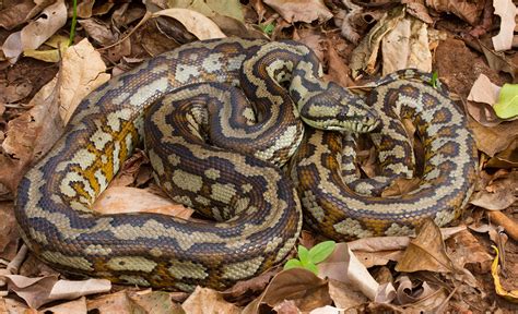 Are Carpet Python Dangerous