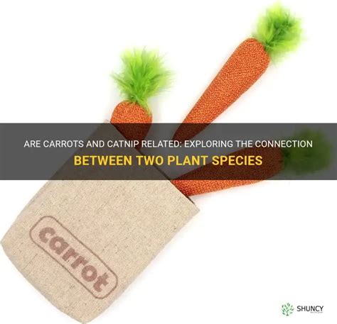 Are Carrots Related To Catnip