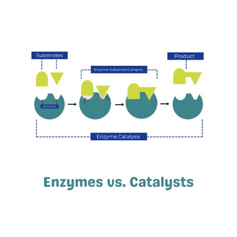 Are Catalyst And Enzyme The Same