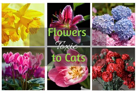 are cats allergic to alstroemeria