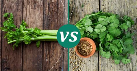 Are Celery Seed And Coriander The Same