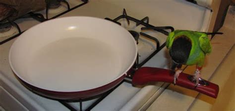 are ceramic pans safe for parrots