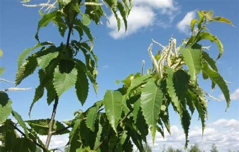 Are Chestnut Trees Endangered