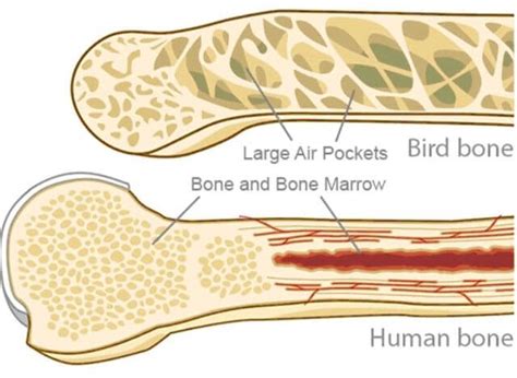 are chicken bones hollow