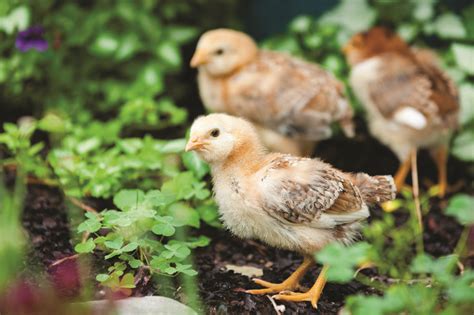 are chickens warm blooded