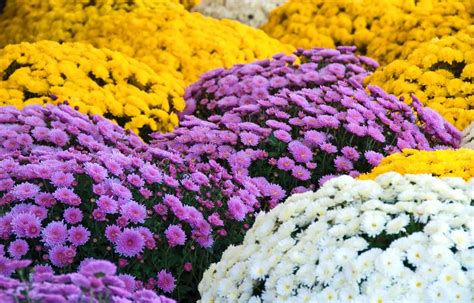 Are Chrysanthemums Same As Mums