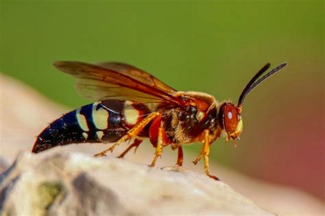 are cicada killer wasps dangerous