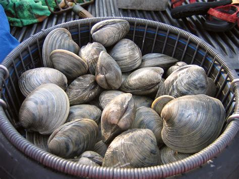 Are Clams Quahogs