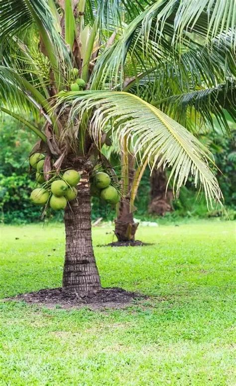 Are Coconut Trees Really Dangerous