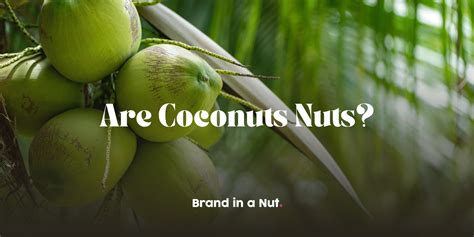 Are Coconuts Really Nuts