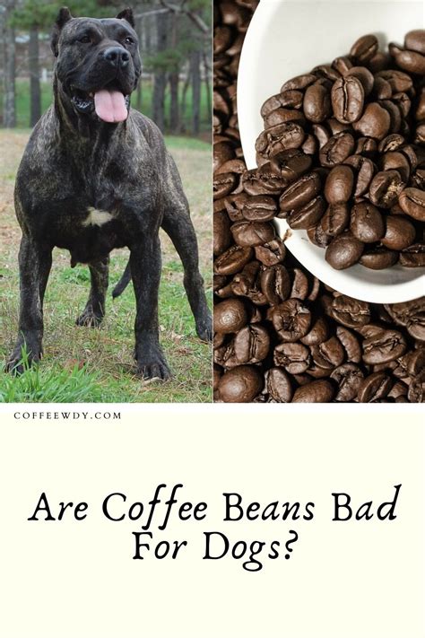 Are Coffee Beans Bad for Dogs? The Truth Revealed