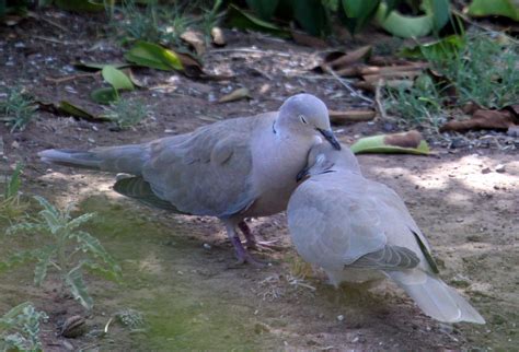 Are Collared Doves Friendly