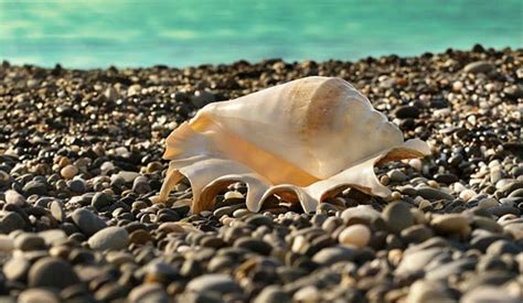Are Conch Shells Illegal