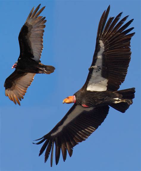 are condors related to vultures