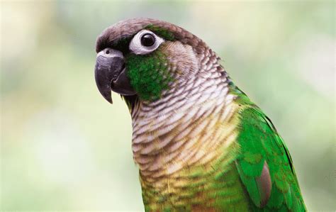 15 Types of Conure Parrots to Keep as Pets (With Pictures) Pet Keen