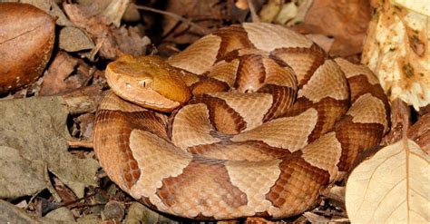 Are Copperheads Poisonous: Venom Facts and Safety Tips